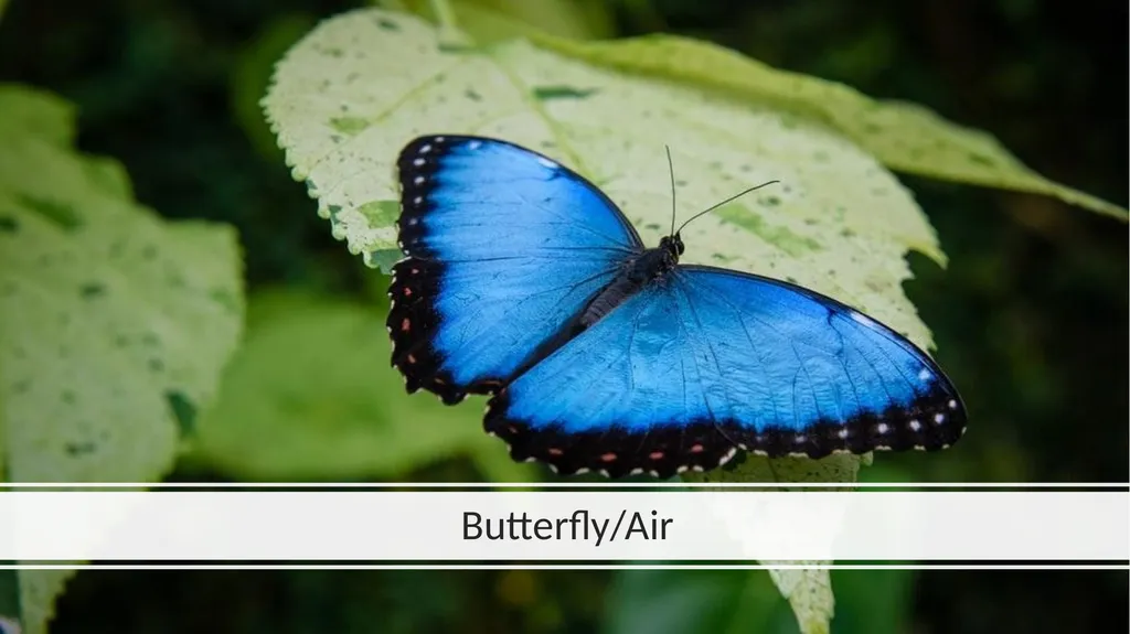 Rainforest Animals Squirrel Butterfly Snake Fish - slide 13 of 30