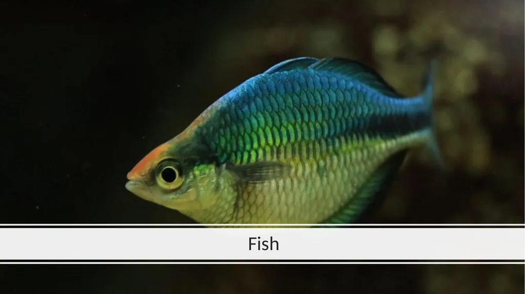 Rainforest Animals Squirrel Butterfly Snake Fish - slide 5 of 30
