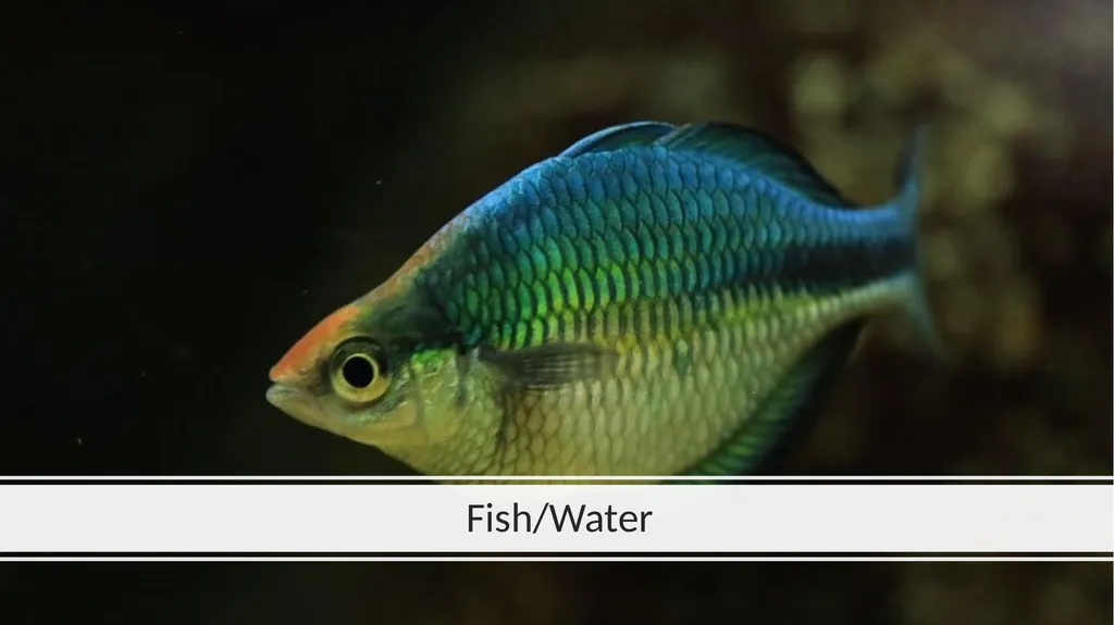 Rainforest Animals Squirrel Butterfly Snake Fish - slide 15 of 30