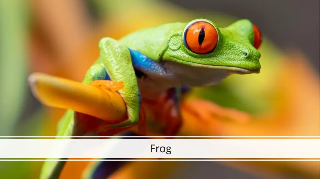 Rainforest Animals Squirrel Butterfly Snake Fish - slide 6 of 30