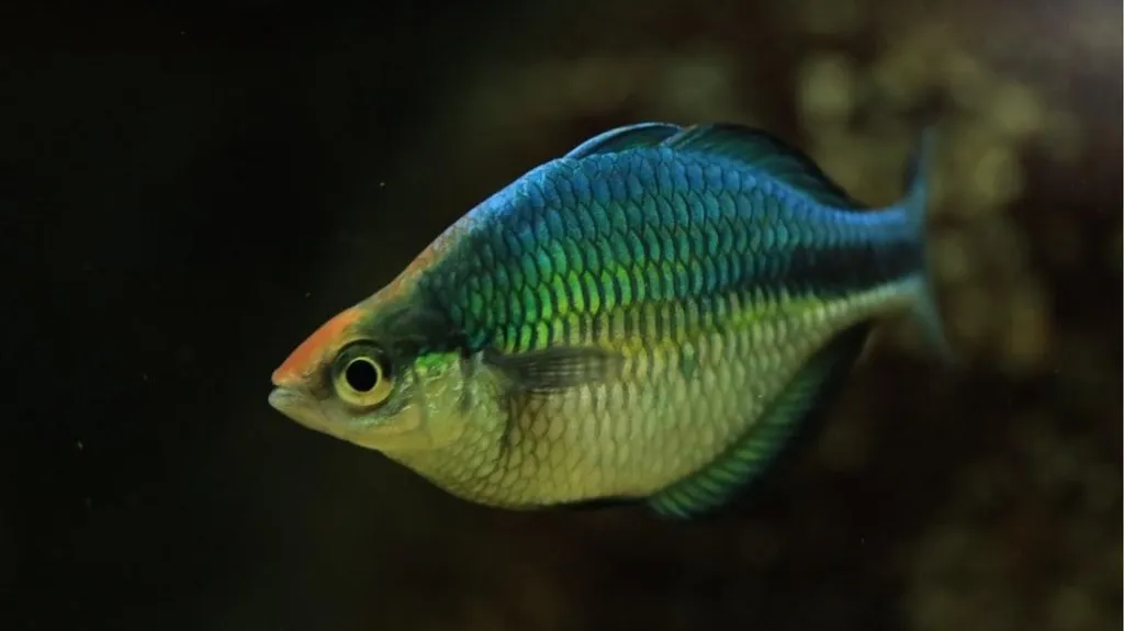 Rainforest Animals Squirrel Butterfly Snake Fish - slide 25 of 30