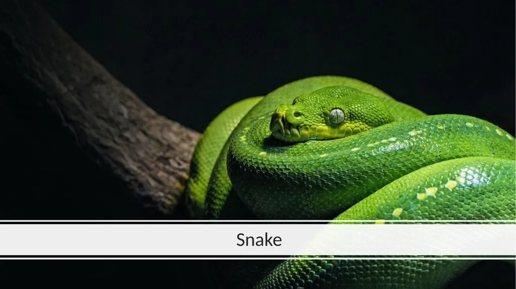 Rainforest Animals Squirrel Butterfly Snake Fish - slide 4 of 30