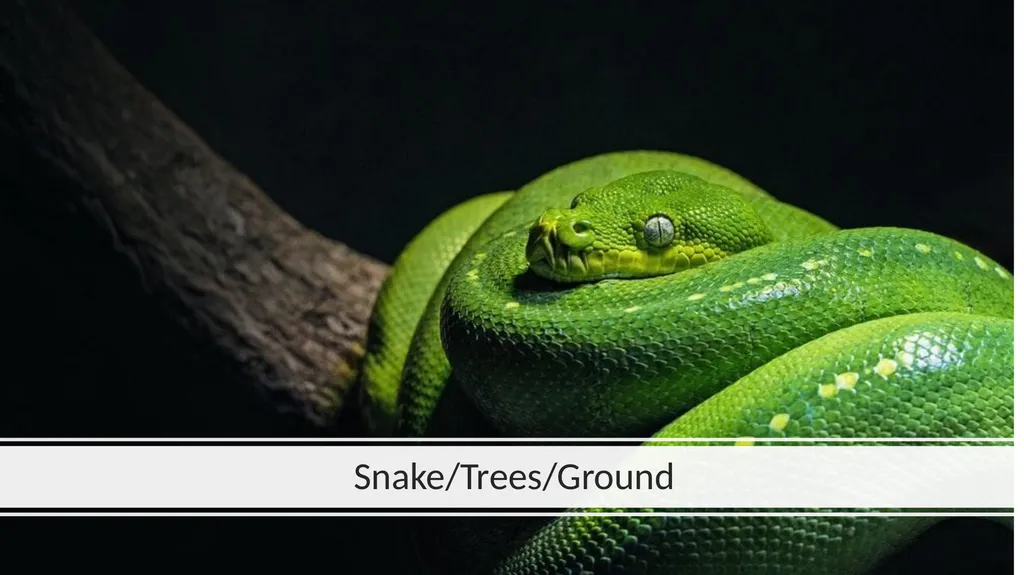 Rainforest Animals Squirrel Butterfly Snake Fish - slide 14 of 30