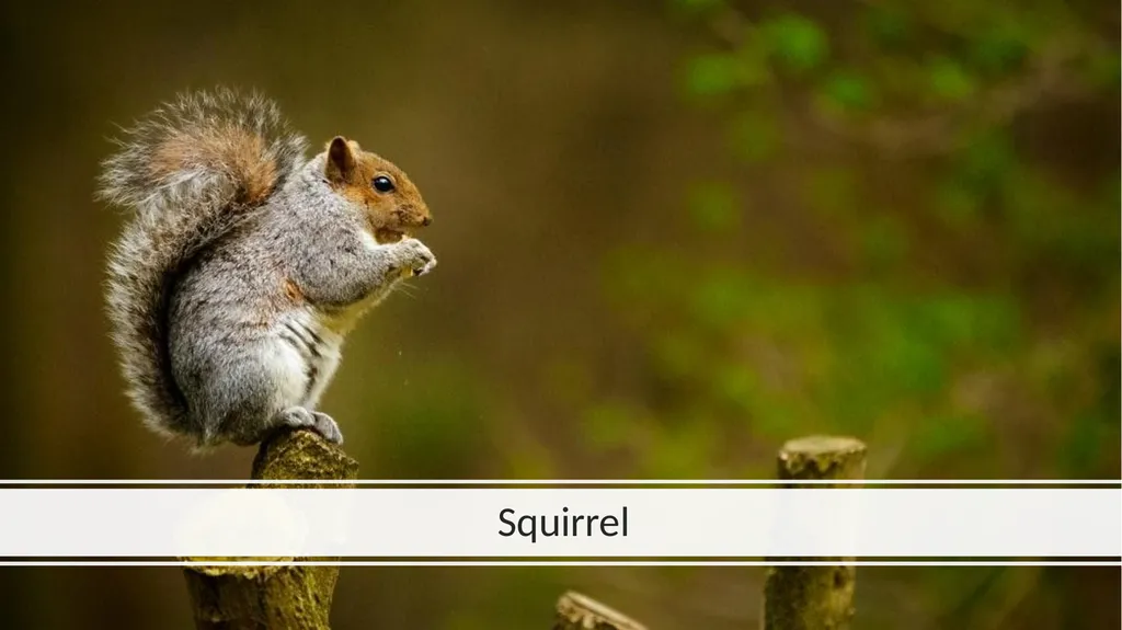 Rainforest Animals Squirrel Butterfly Snake Fish - slide 2 of 30