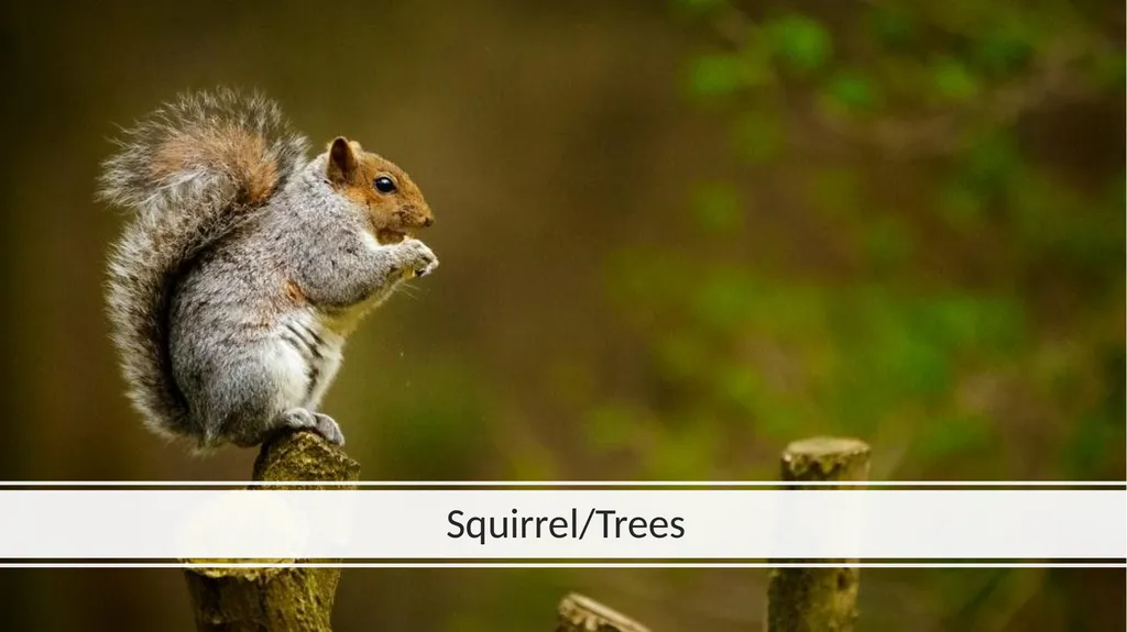 Rainforest Animals Squirrel Butterfly Snake Fish - slide 12 of 30