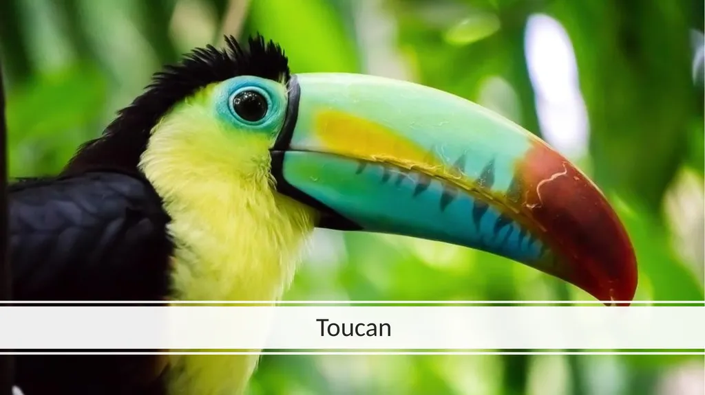 Rainforest Animals Squirrel Butterfly Snake Fish - slide 7 of 30