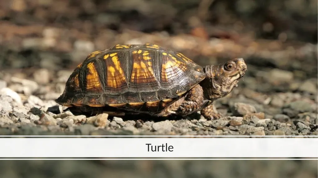 Rainforest Animals Squirrel Butterfly Snake Fish - slide 10 of 30
