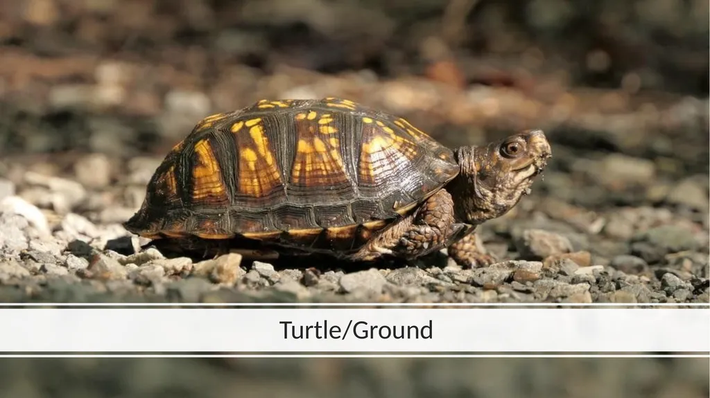 Rainforest Animals Squirrel Butterfly Snake Fish - slide 20 of 30