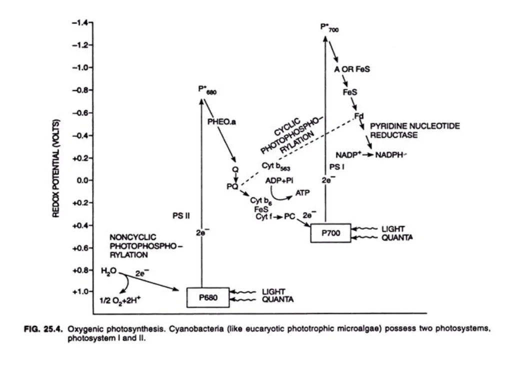 Oxygenic Photosynthesis in Bacteria: In plants, - slide 4 of 10