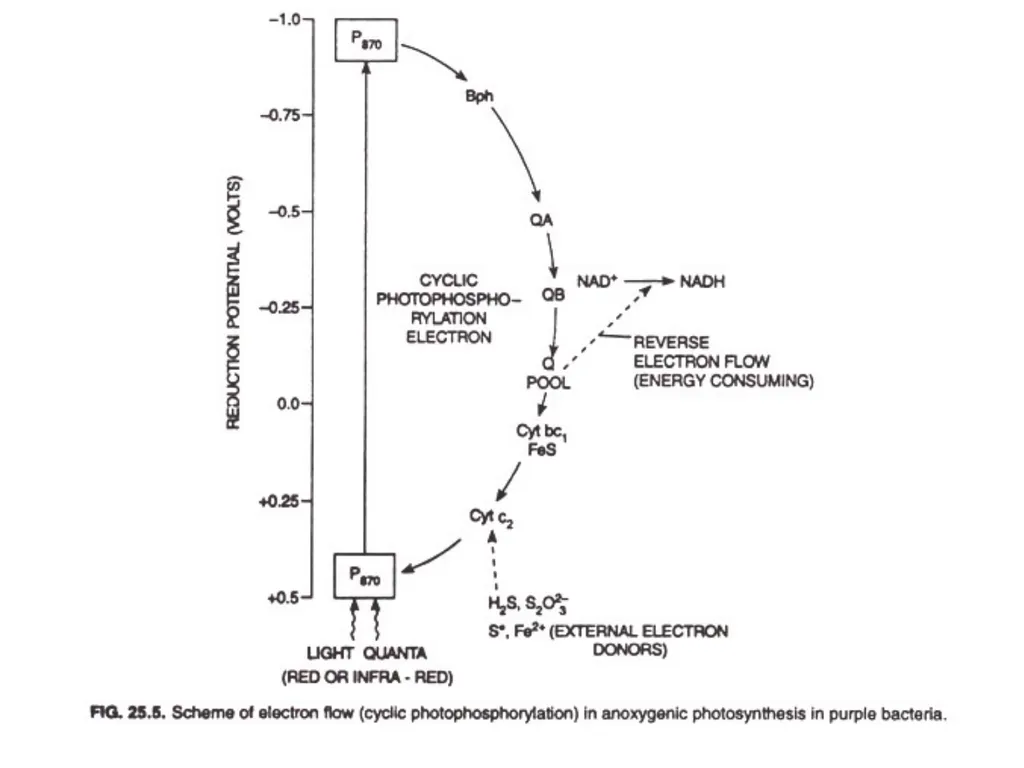 Oxygenic Photosynthesis in Bacteria: In plants, - slide 7 of 10