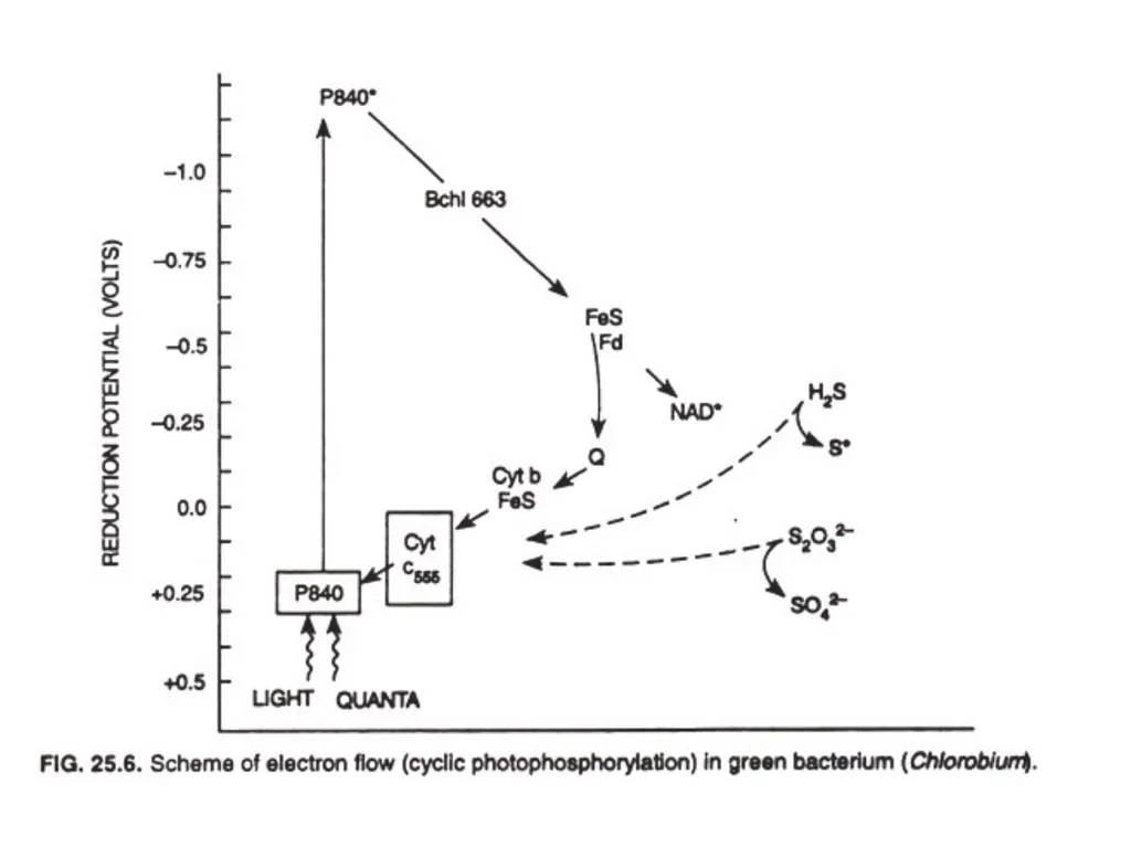 Oxygenic Photosynthesis in Bacteria: In plants, - slide 9 of 10