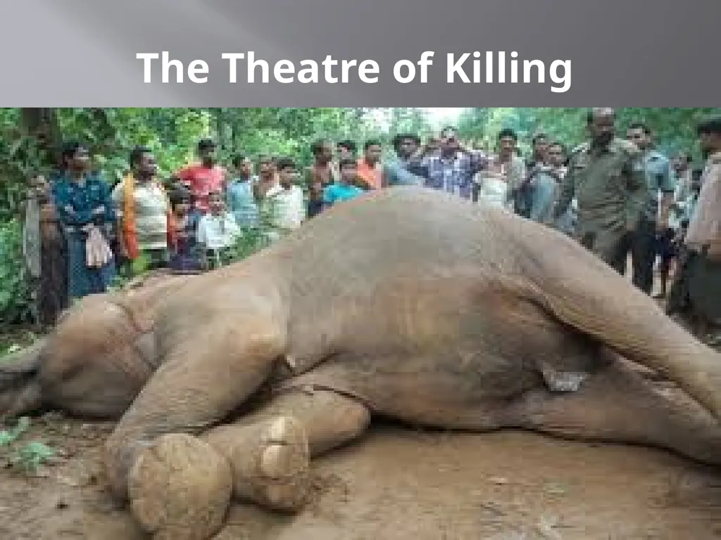 PowerPoint Presentation On Shooting an Elephant - slide 14 of 17