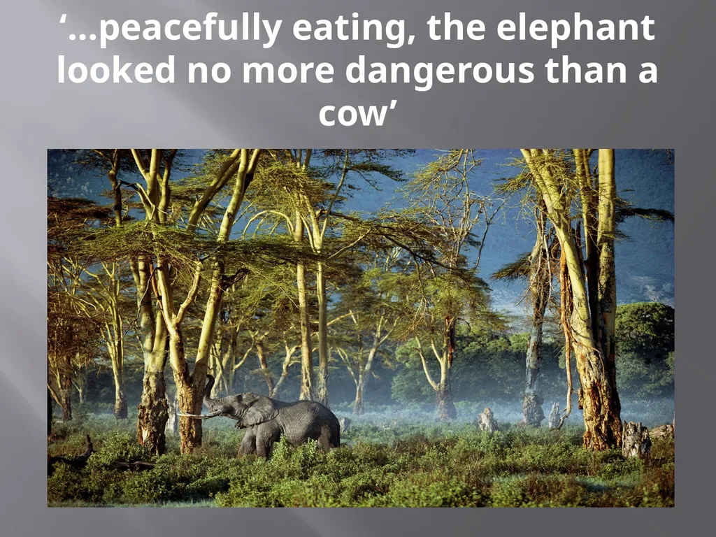 PowerPoint Presentation On Shooting an Elephant - slide 11 of 17
