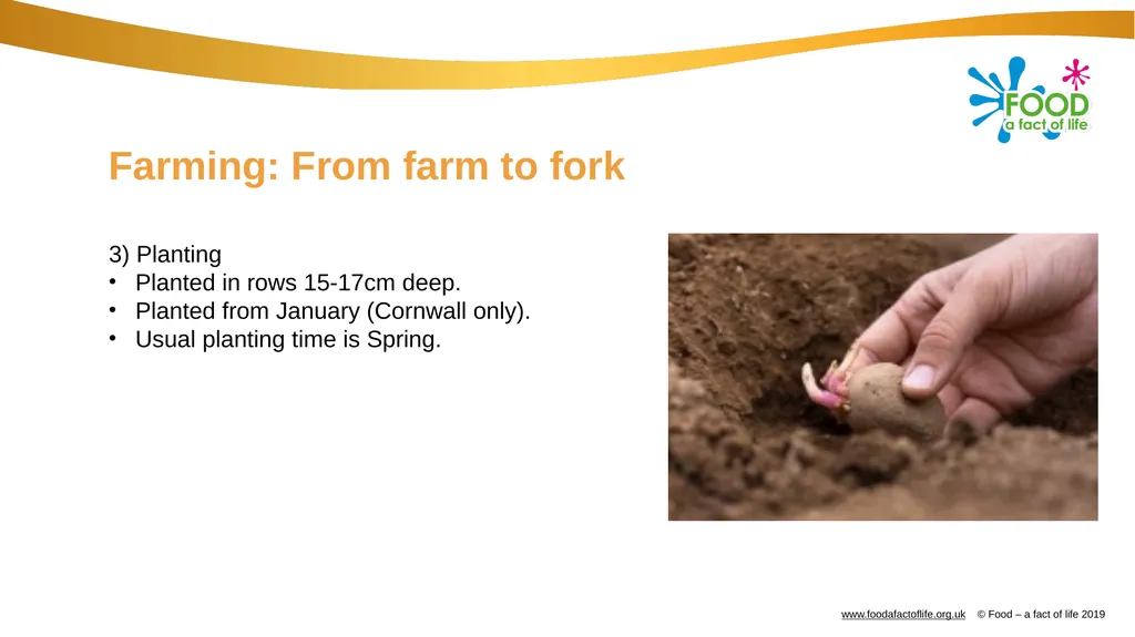 Farming: Growing potatoes Information, ideas and - slide 7 of 11