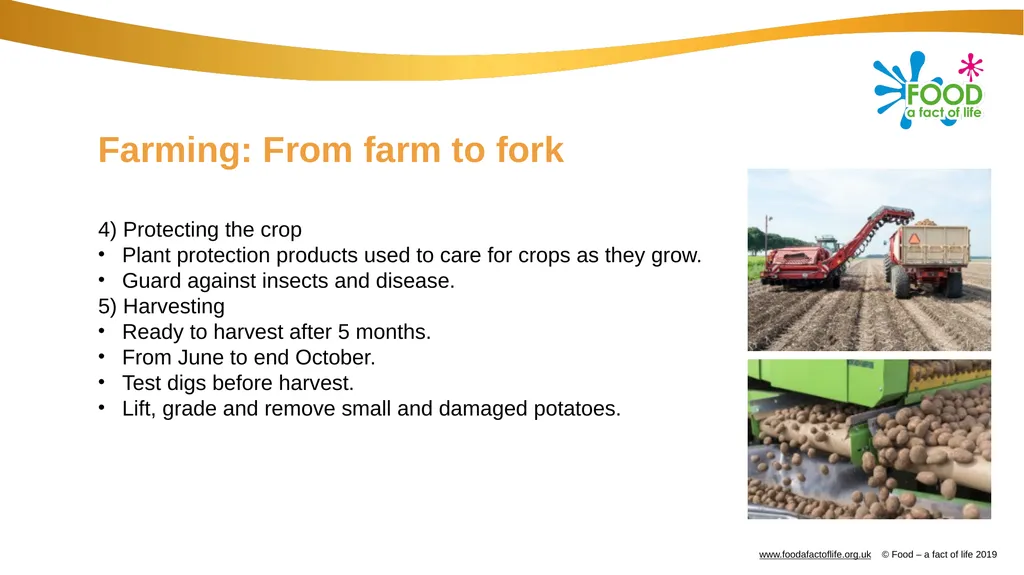 Farming: Growing potatoes Information, ideas and - slide 8 of 11