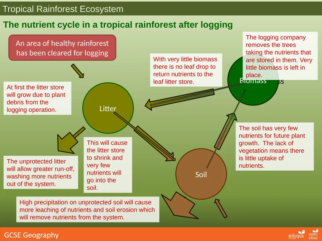 Tropical Rainforest Ecosystems How does - slide 3 of 3