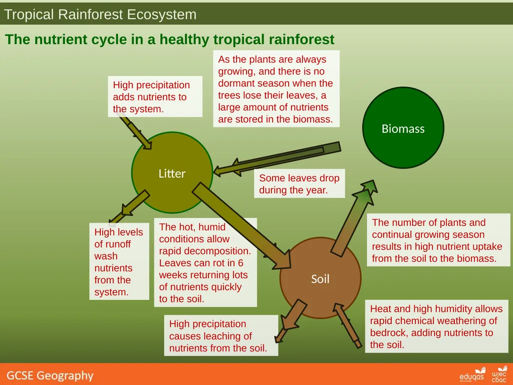 Tropical Rainforest Ecosystems How does - slide 2 of 3