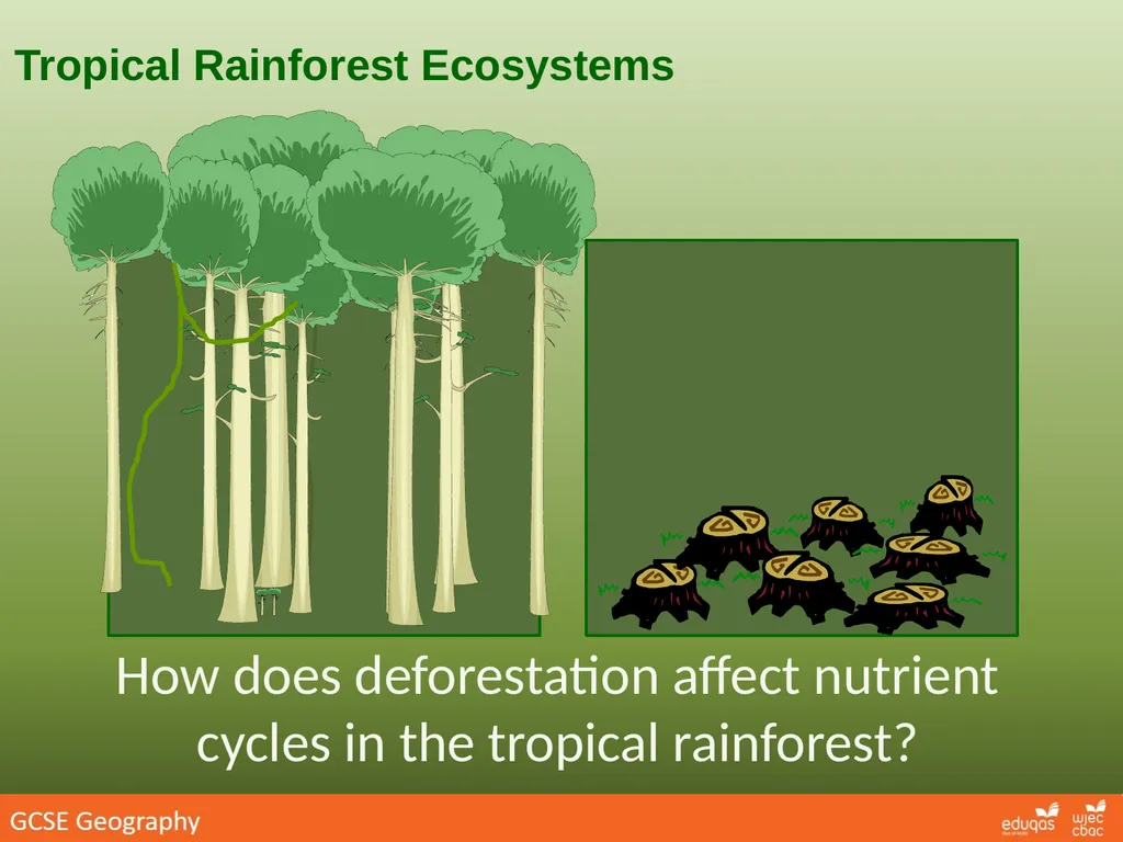 Tropical Rainforest Ecosystems How does - slide 1 of 3