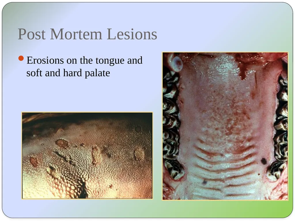 Dr Padma Nibash Panigrahi Assistant Professor - slide 11 of 24