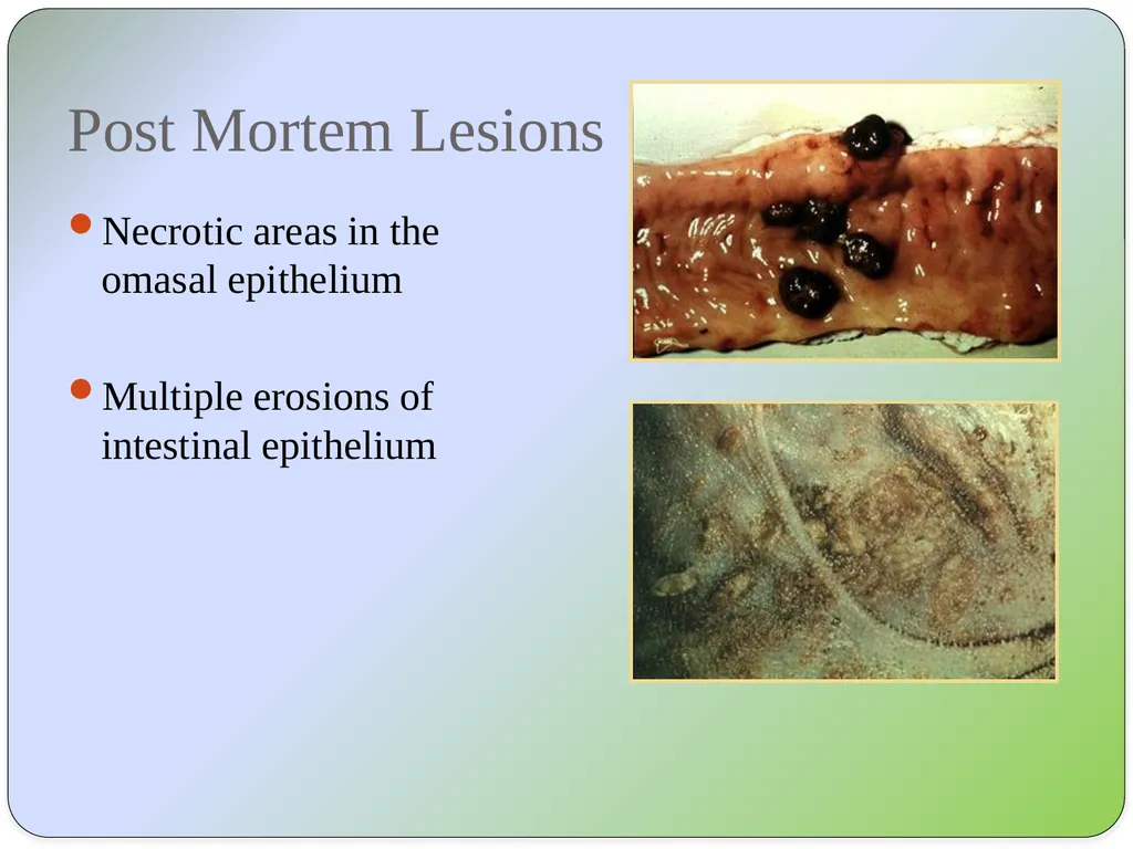 Dr Padma Nibash Panigrahi Assistant Professor - slide 12 of 24