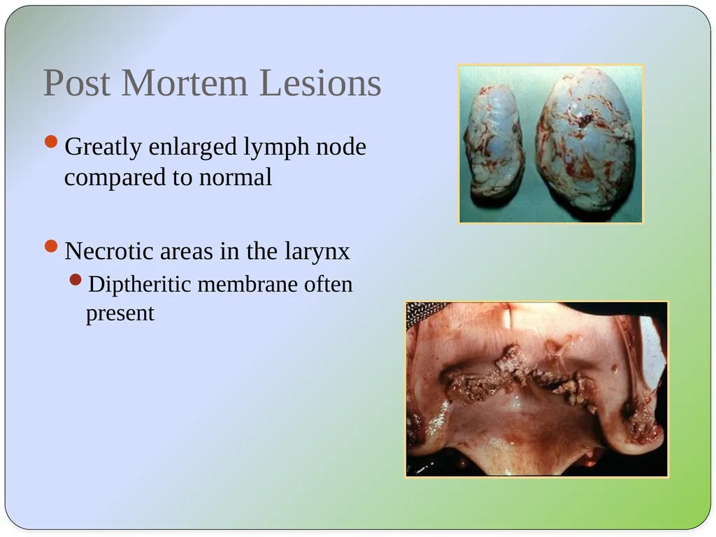 Dr Padma Nibash Panigrahi Assistant Professor - slide 13 of 24