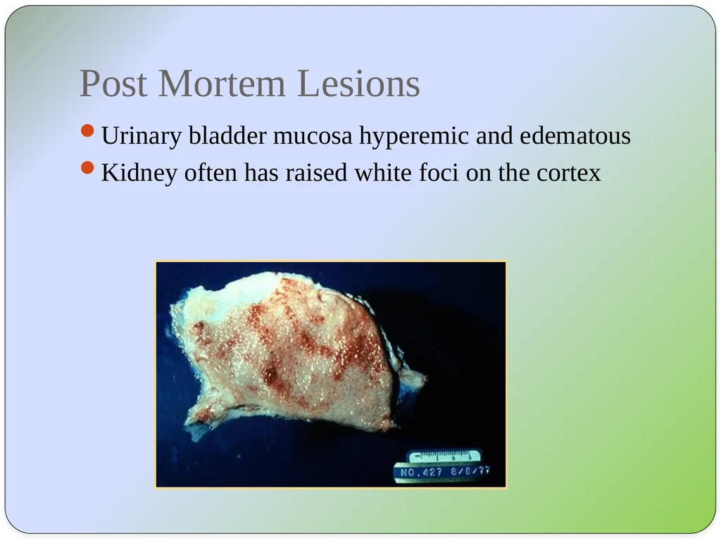 Dr Padma Nibash Panigrahi Assistant Professor - slide 14 of 24