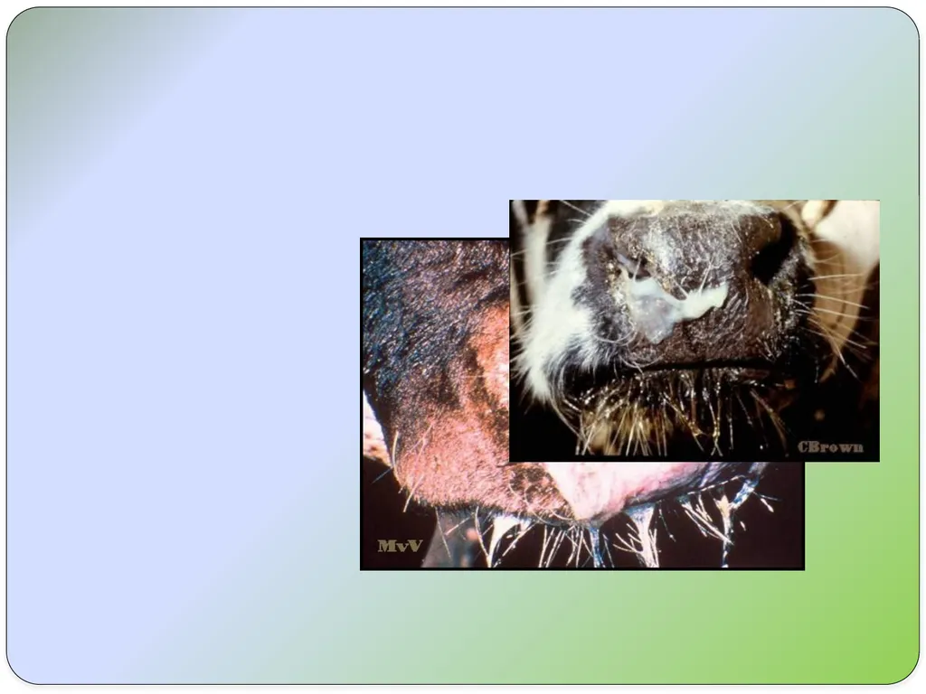 Dr Padma Nibash Panigrahi Assistant Professor - slide 23 of 24