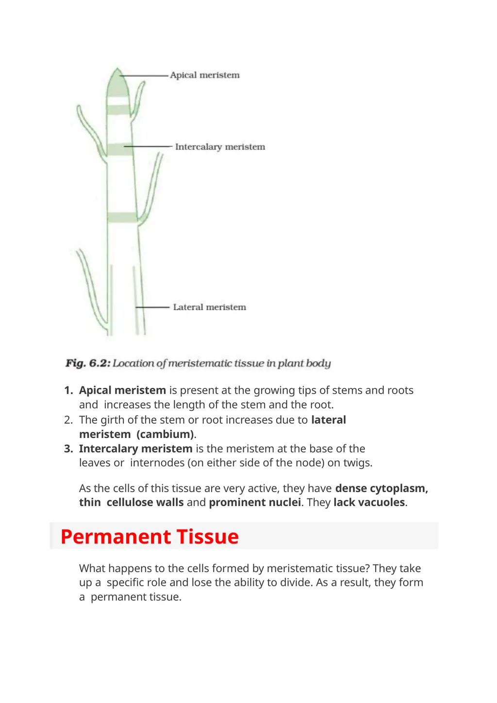 Meristmatic and permanent tissue Contains . Root - slide 3 of 10