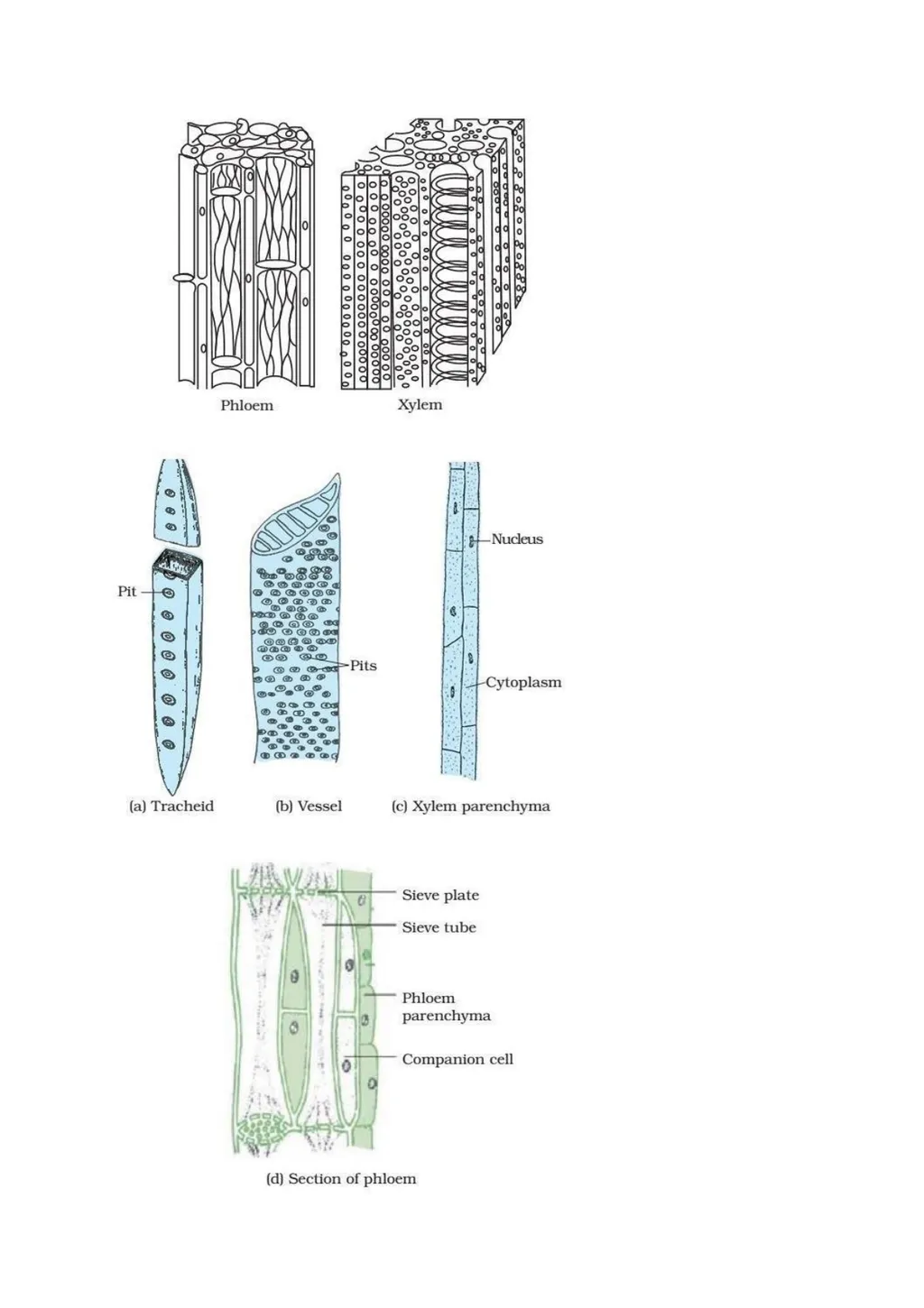 Meristmatic and permanent tissue Contains . Root - slide 8 of 10