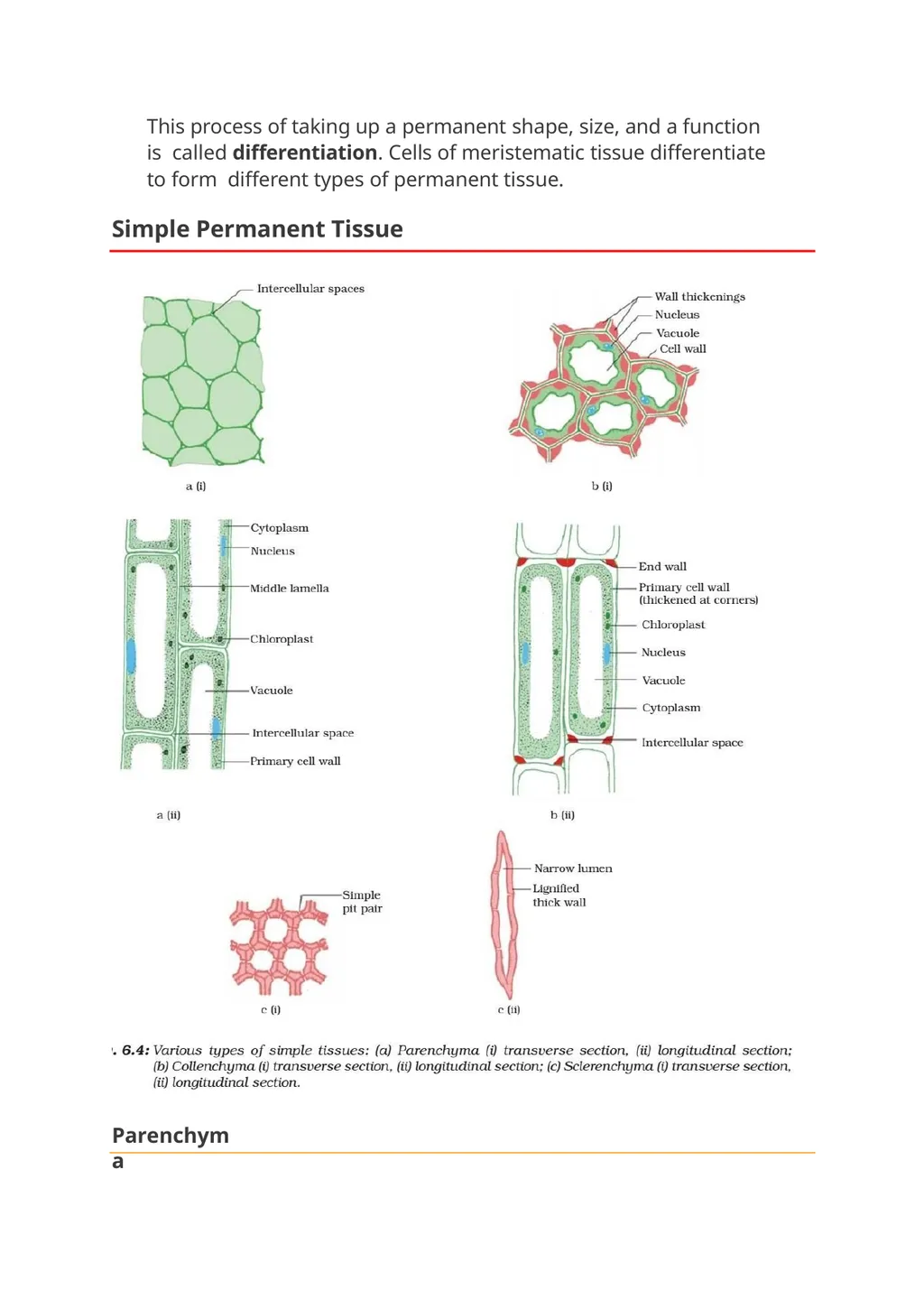 Meristmatic and permanent tissue Contains . Root - slide 4 of 10