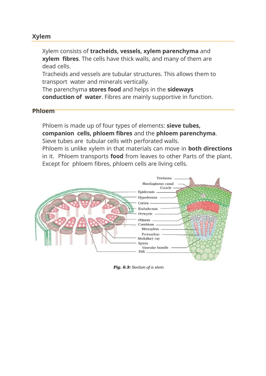 Meristmatic and permanent tissue Contains . Root - slide 9 of 10