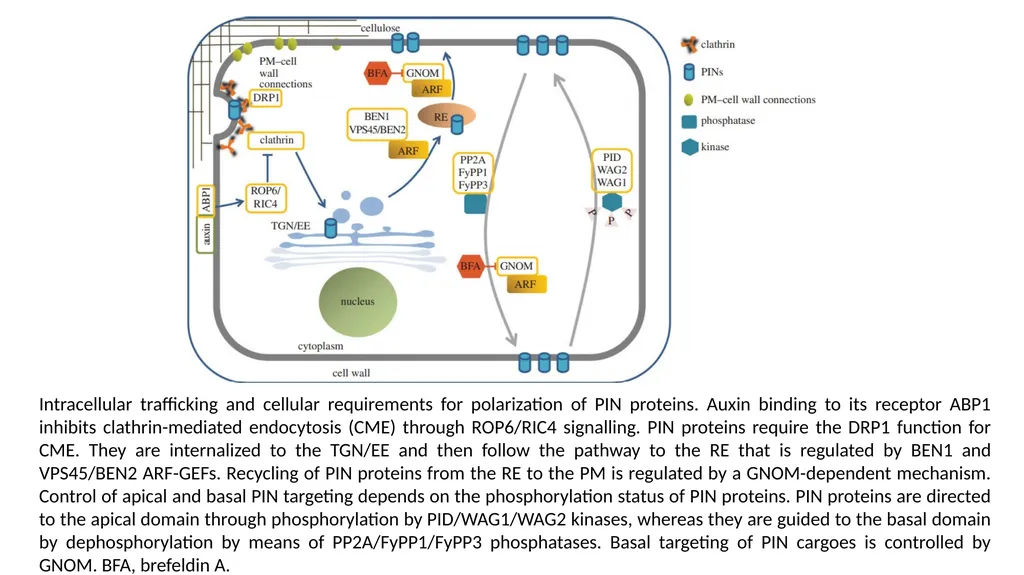 CELL AUTONOMY AND CELL POLARITY CELL AUTONOMY - slide 12 of 17