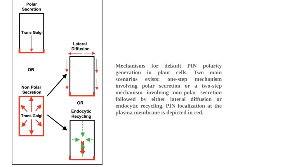 CELL AUTONOMY AND CELL POLARITY CELL AUTONOMY - slide 16 of 17