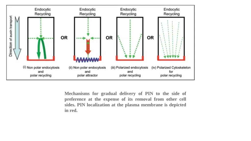CELL AUTONOMY AND CELL POLARITY CELL AUTONOMY - slide 17 of 17