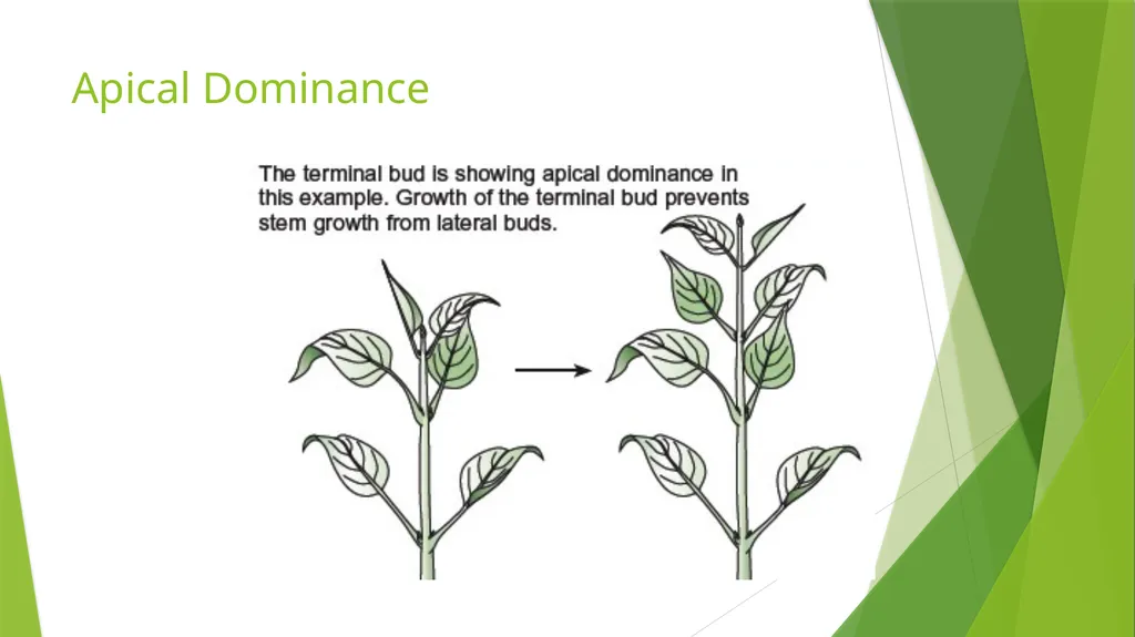 Plant Growth Learning outcomes Evaluate the - slide 10 of 20