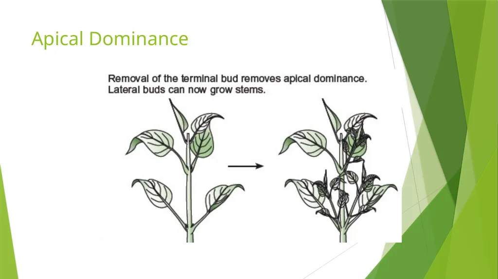 Plant Growth Learning outcomes Evaluate the - slide 11 of 20