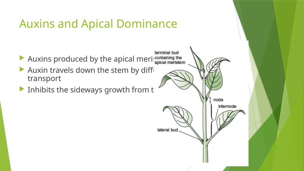 Plant Growth Learning outcomes Evaluate the - slide 9 of 20