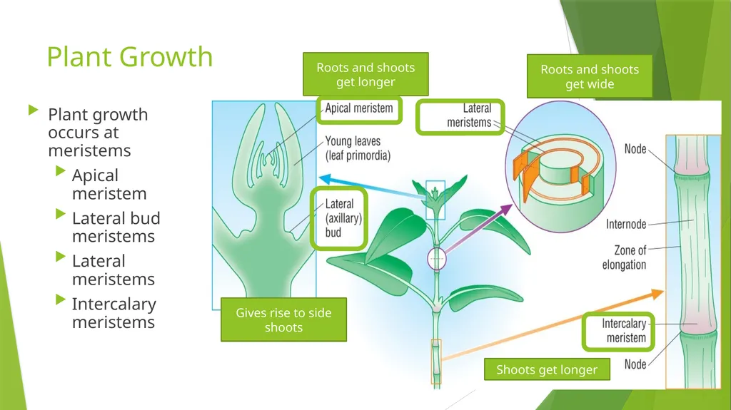 Plant Growth Learning outcomes Evaluate the - slide 3 of 20