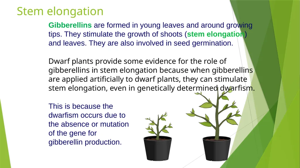Plant Growth Learning outcomes Evaluate the - slide 19 of 20