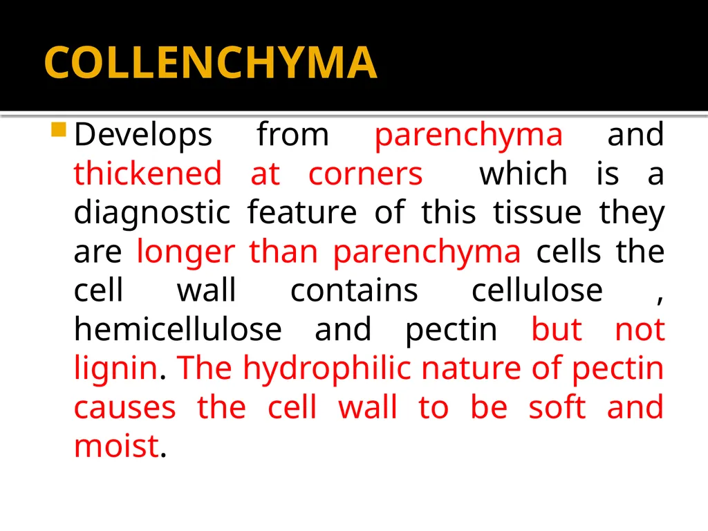 PERMANENT TISSUES Dr. Rohini Trivedi Permanent - slide 13 of 33