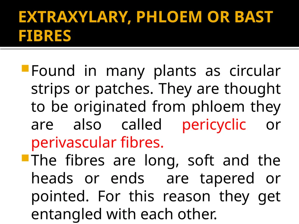 PERMANENT TISSUES Dr. Rohini Trivedi Permanent - slide 25 of 33