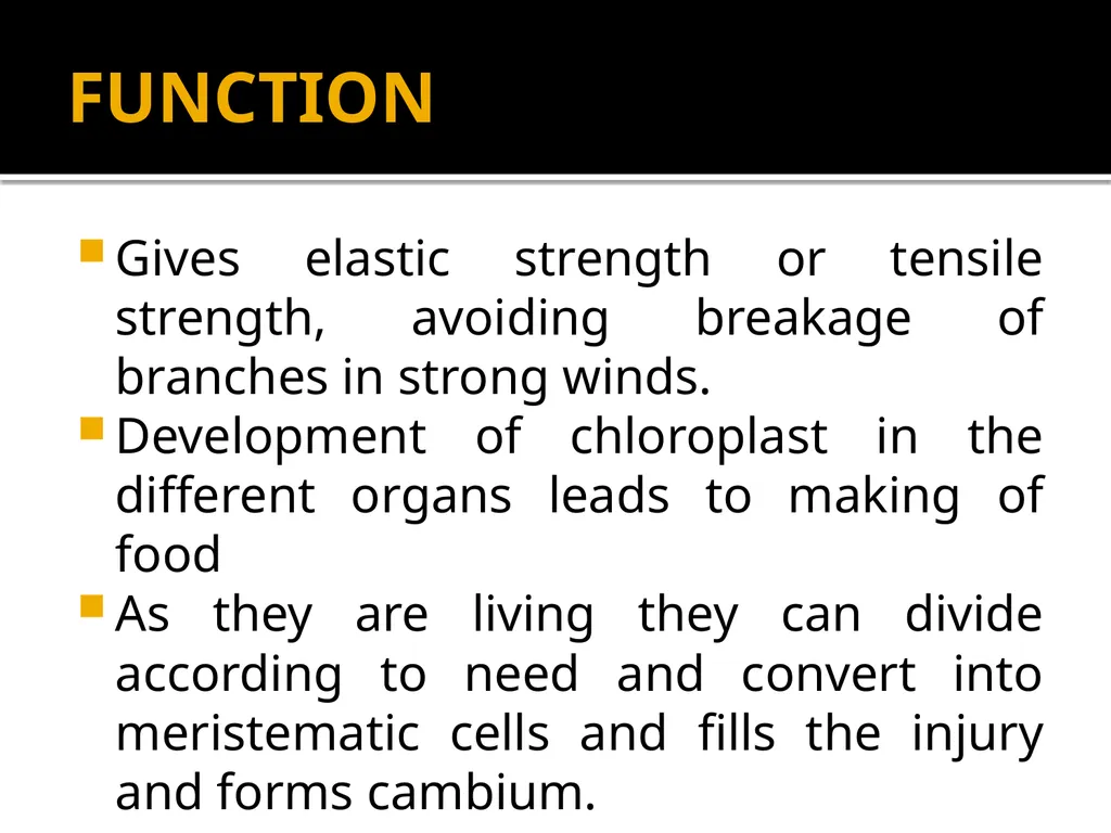 PERMANENT TISSUES Dr. Rohini Trivedi Permanent - slide 19 of 33