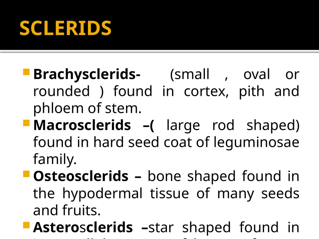 PERMANENT TISSUES Dr. Rohini Trivedi Permanent - slide 31 of 33