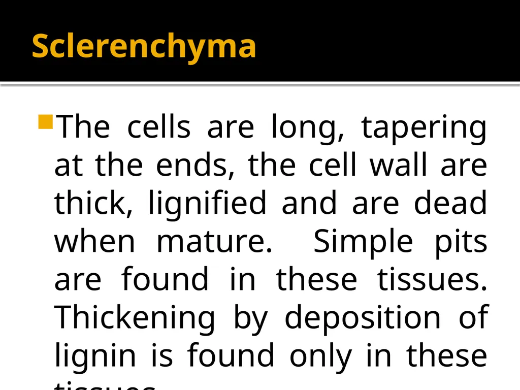 PERMANENT TISSUES Dr. Rohini Trivedi Permanent - slide 20 of 33
