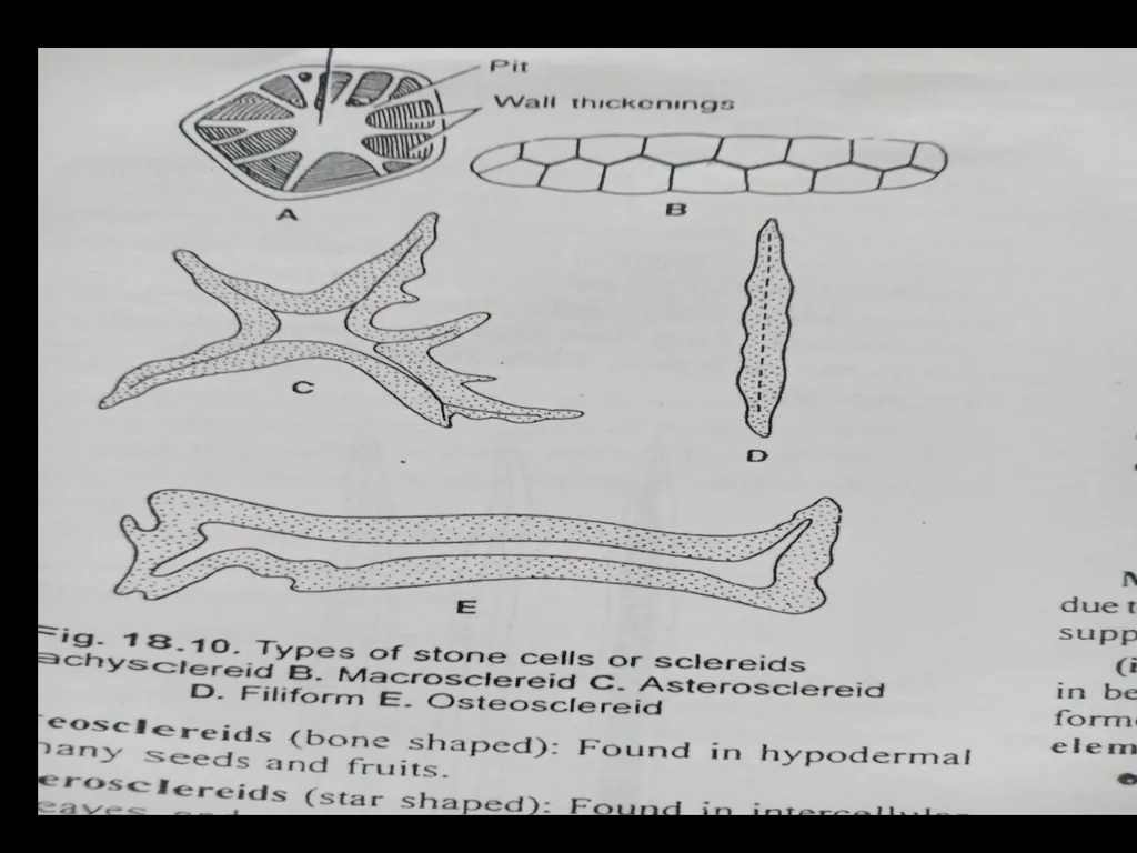 PERMANENT TISSUES Dr. Rohini Trivedi Permanent - slide 32 of 33