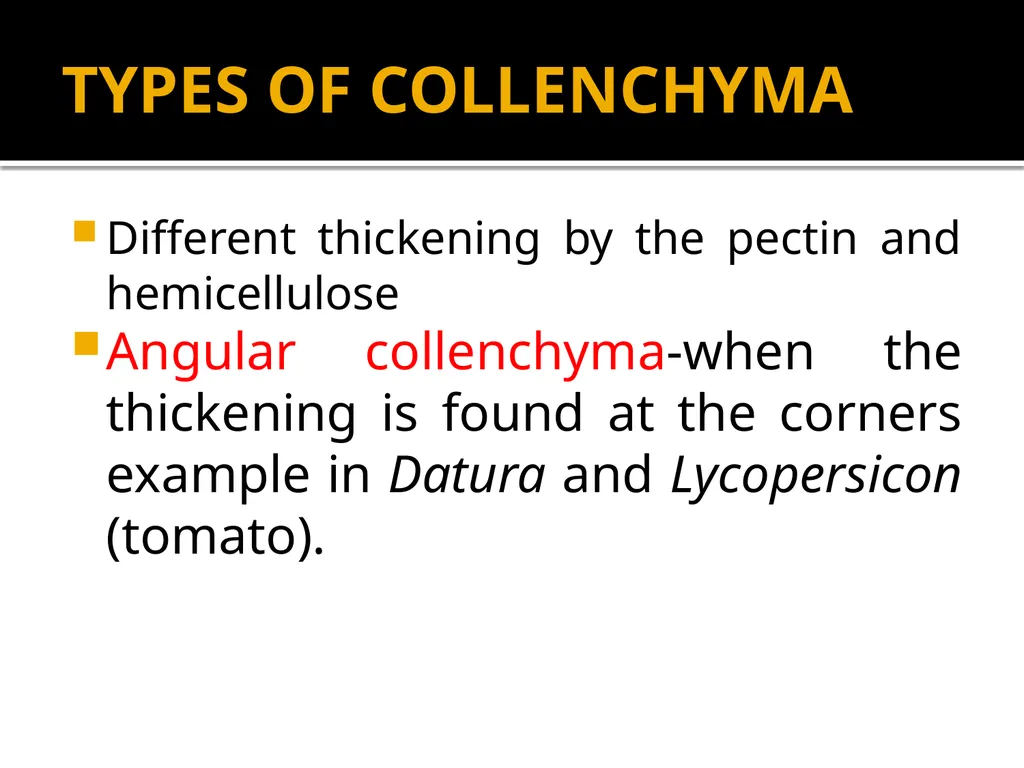 PERMANENT TISSUES Dr. Rohini Trivedi Permanent - slide 16 of 33