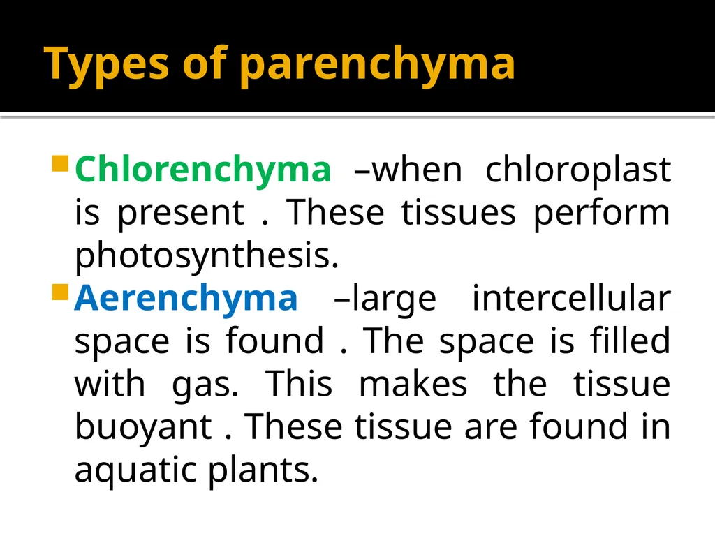 PERMANENT TISSUES Dr. Rohini Trivedi Permanent - slide 10 of 33