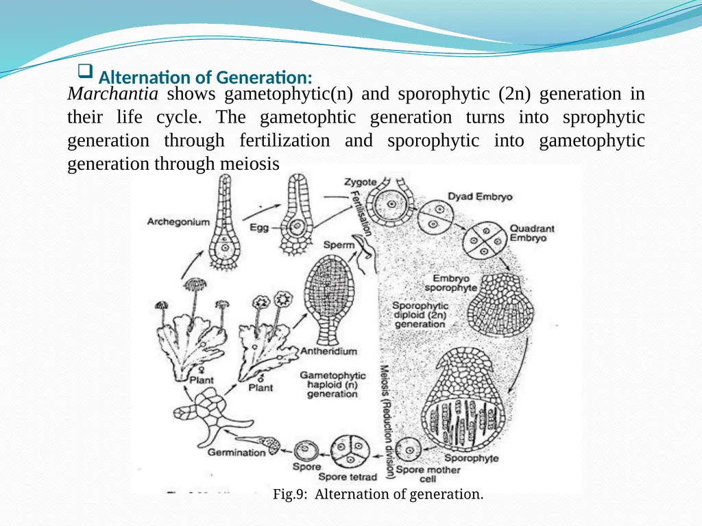 TAMRALIPTA MAHAVIDYALAYA SUB: BOTANY TOPIC: - slide 12 of 14