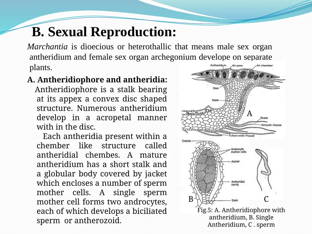TAMRALIPTA MAHAVIDYALAYA SUB: BOTANY TOPIC: - slide 7 of 14