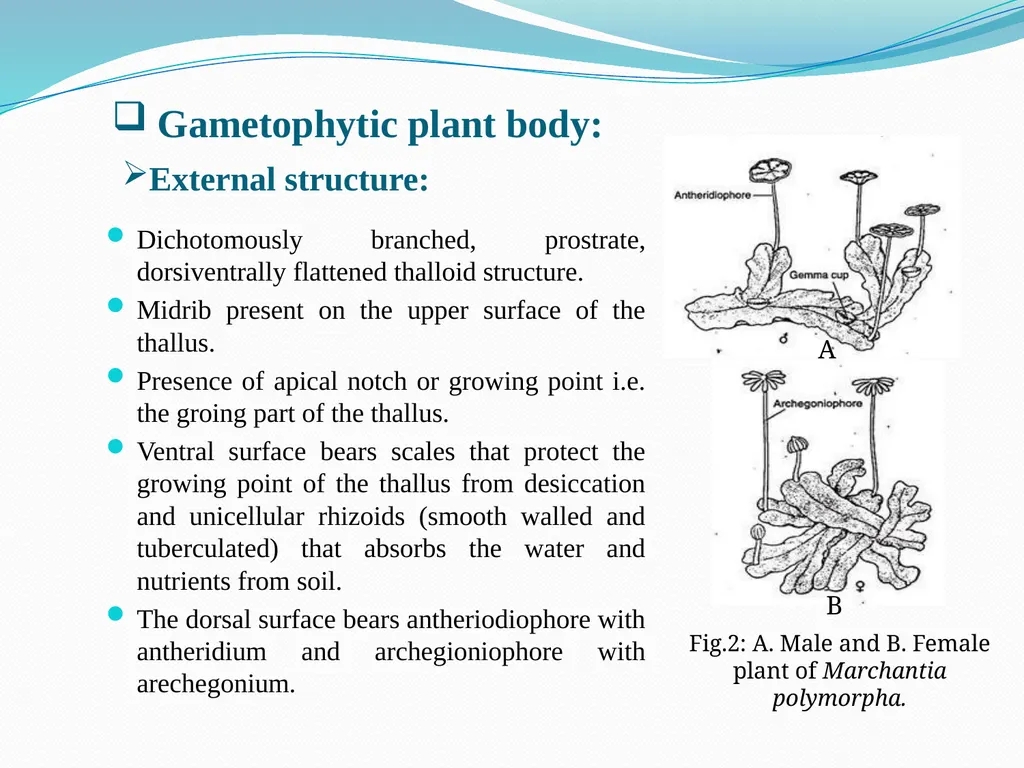 TAMRALIPTA MAHAVIDYALAYA SUB: BOTANY TOPIC: - slide 4 of 14